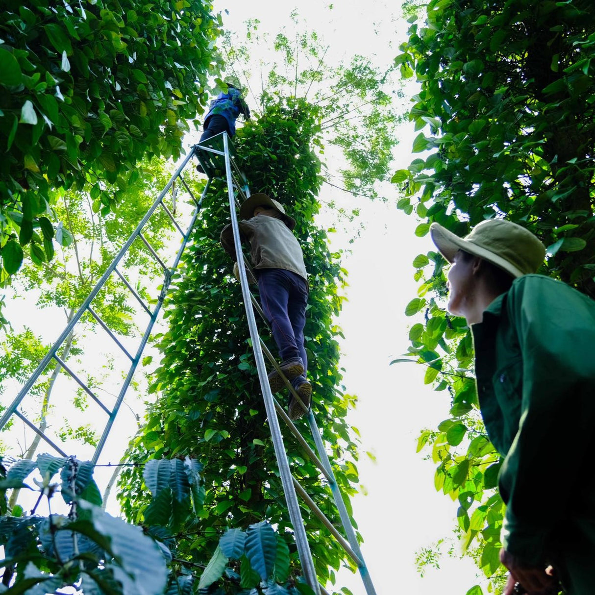 Two partner farmers, one in a hat, on a tall ladder, harvesting peppercorns from the vine that has grown up a tall tree in a forest. One person on the ground looks upwards at them.