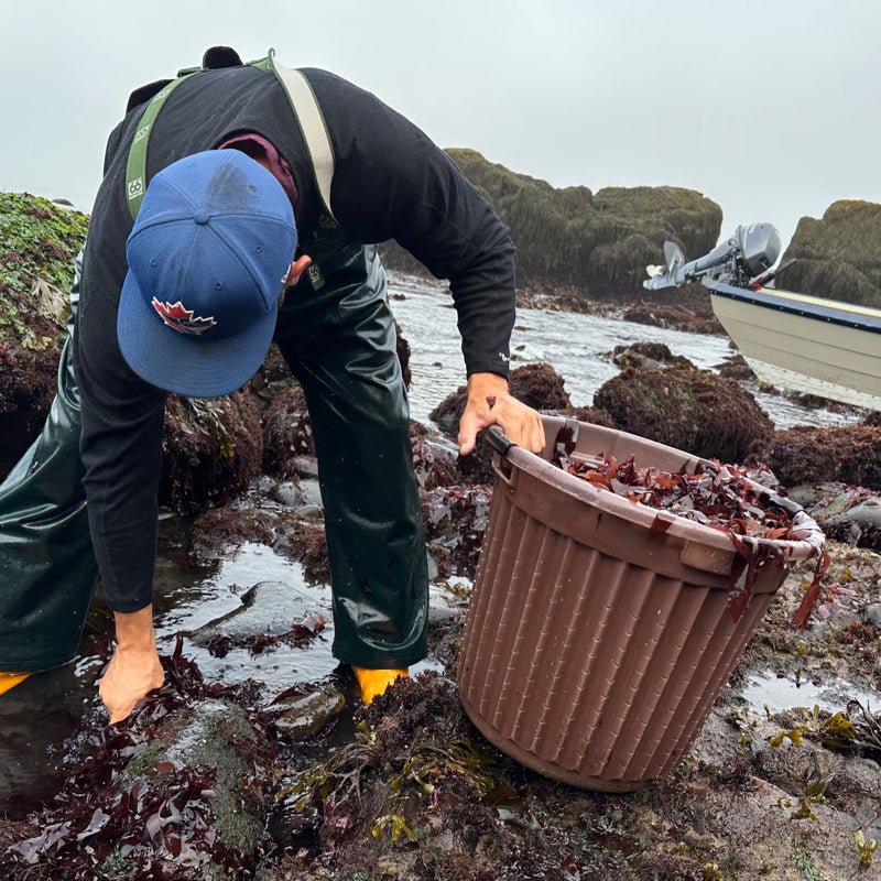 Colton harvesting dulse for Burlap & Barrel