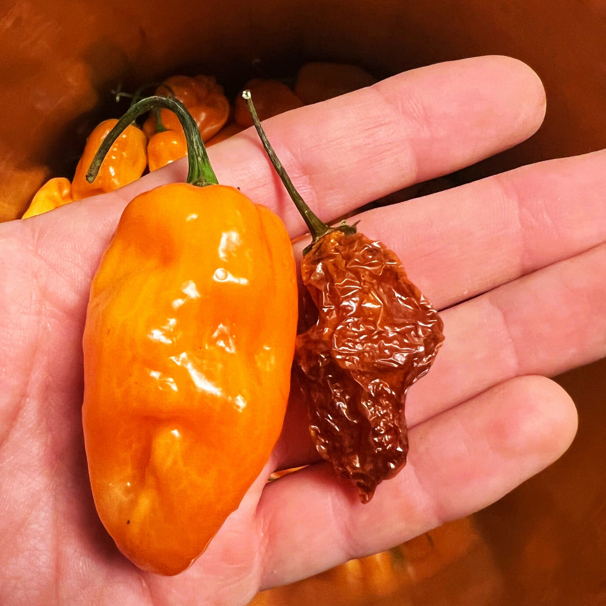 Orange Ghost Chili Peppers