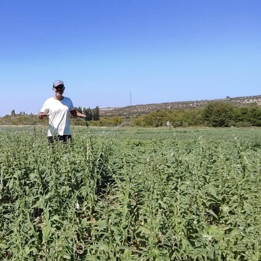 A man wearing a white t-shirt, black pants, and a cap stands in a green agricultural field under a clear blue sky.