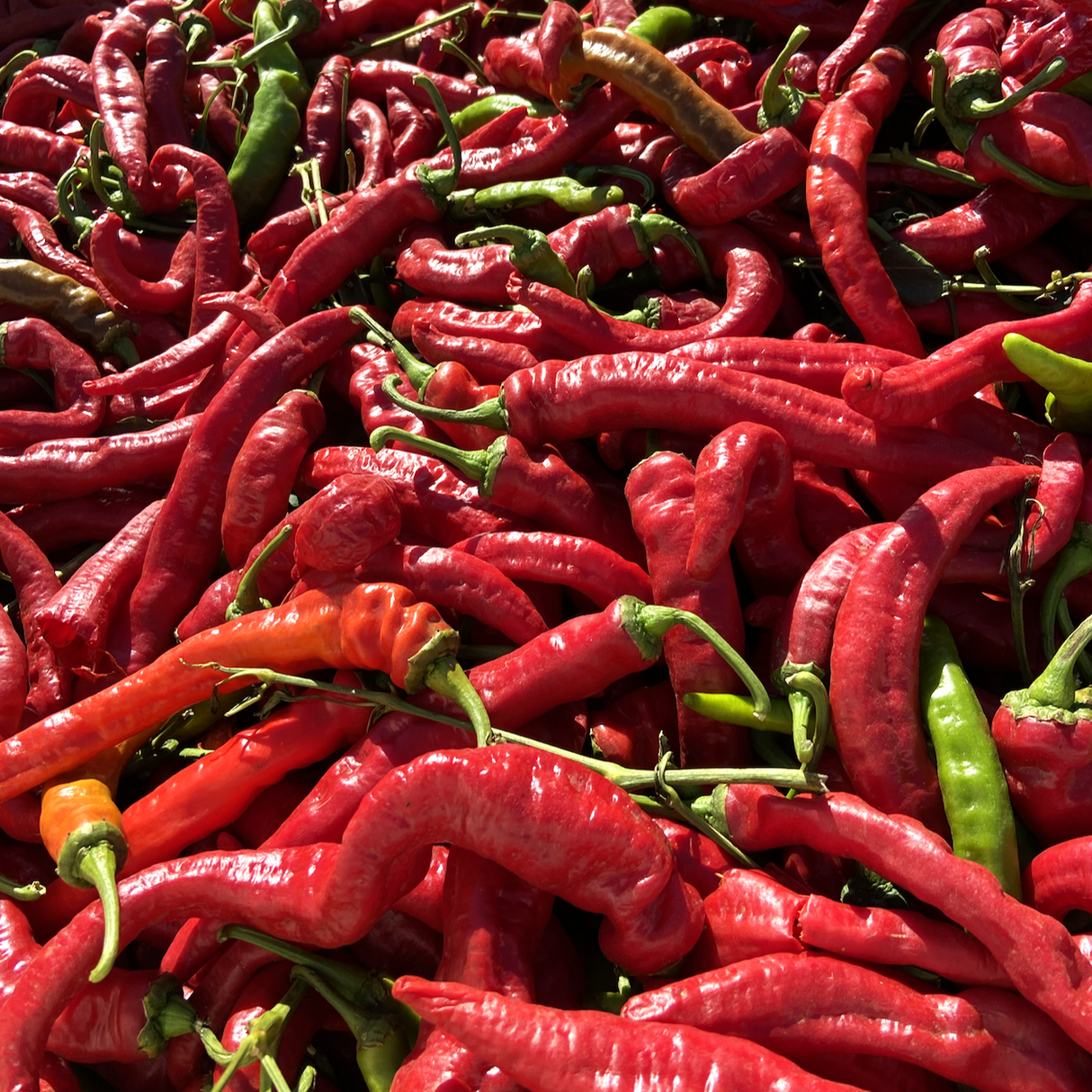 Cayenne