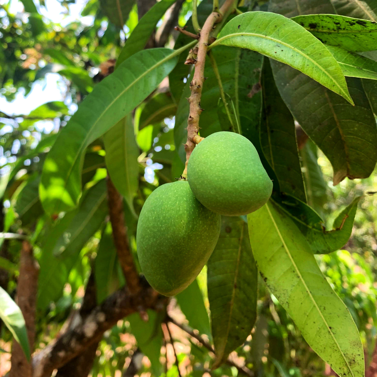Green Alphonso Mango growing on a tree to make Alphonso Mango Amchur from Burlap & Barrel