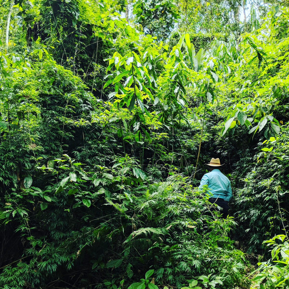 Don Amilcar walking through the cardamom jungle