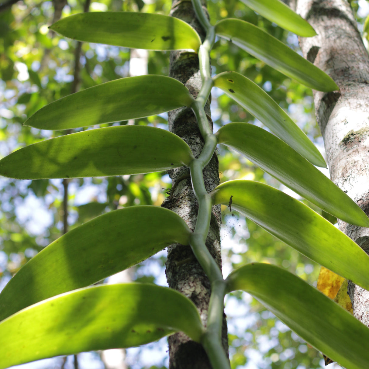 Wild Pompona Vanilla