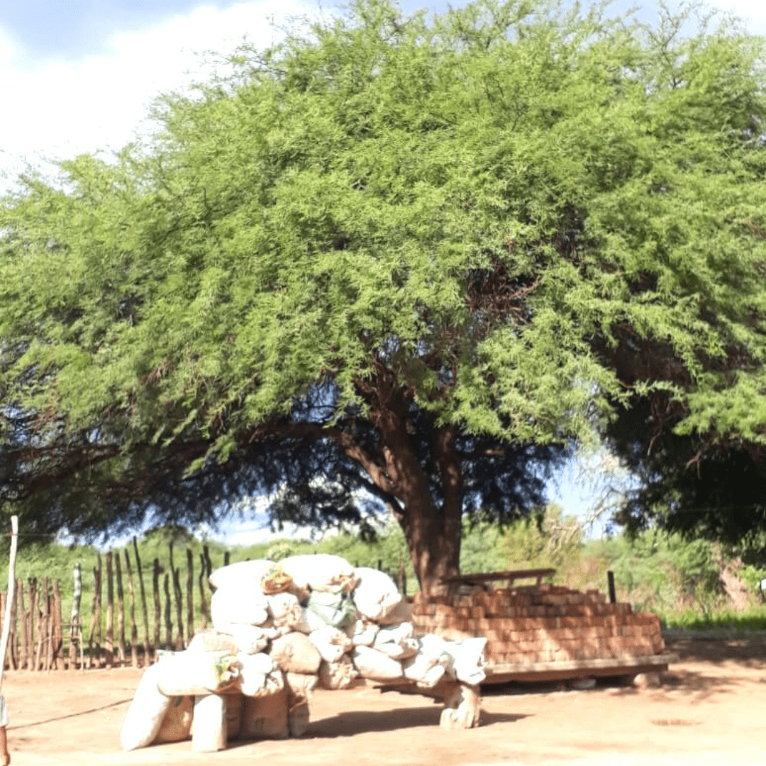 Wild Mesquite - Burlap & Barrel