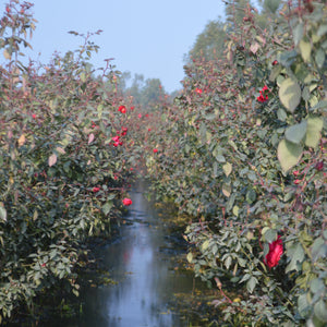 Damask Roses from Burlap & Barrel growing in an irrigated field. 
