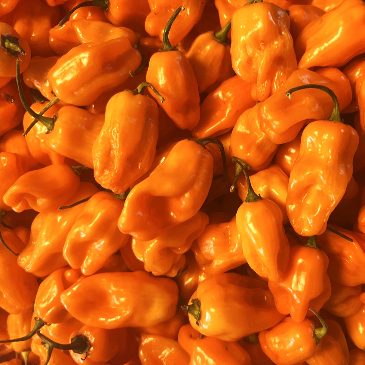 Orange Ghost Chili Peppers