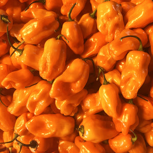 Orange Ghost Chili Peppers