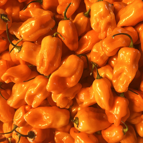 Orange Ghost Chili Peppers