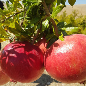 Pomegranates for pomegranate molasses from Burlap & Barrel