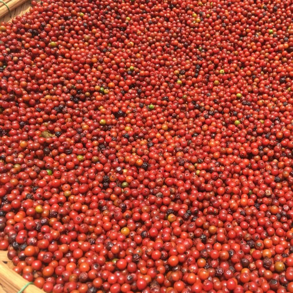 Red peppercorns drying, some are starting to wrinkle and darken and turn into familiar looking peppercorns