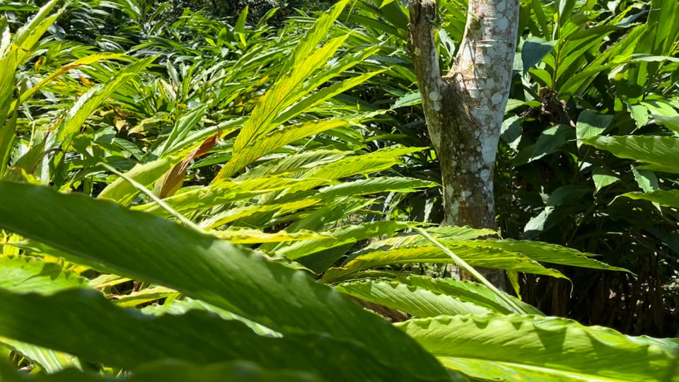 Ground Cloud Forest Cardamom
