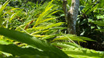 Ground Cloud Forest Cardamom