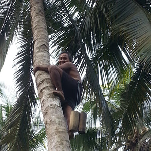 Coconut Sugar (Indonesia) - Burlap & Barrel
