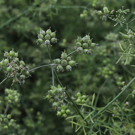 Green Red River Coriander seeds from Burlap & Barrel growing on the plant