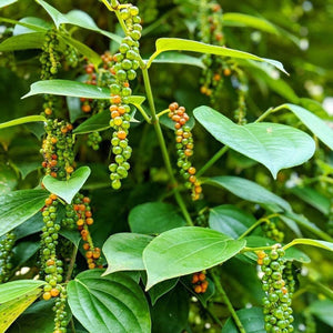 Robusta Black Peppercorns - Burlap & Barrel