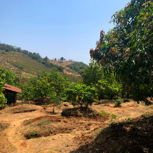 Alfonso mango orchard with green mangoes to make Alfonso Mango Amchur from Burlap & Barrel
