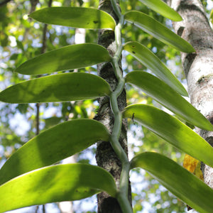 Wild Pompona Vanilla