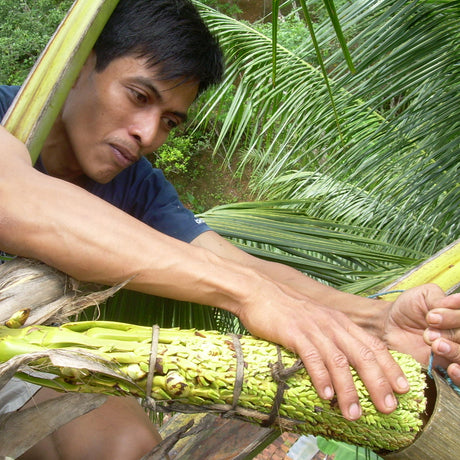 Coconut Sugar (Indonesia) - Burlap & Barrel