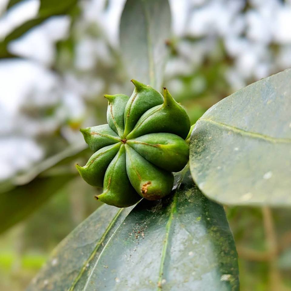 Five Spice
