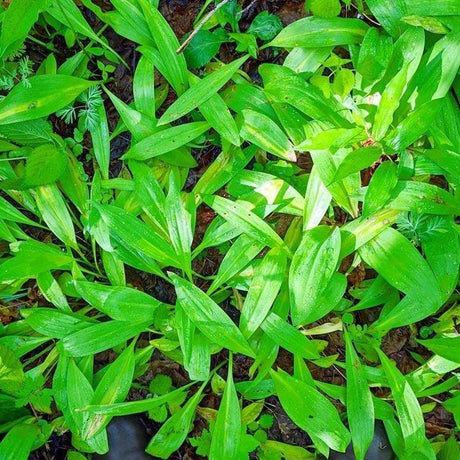 Wild Ramps - Burlap & Barrel