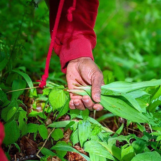 Wild Ramps - Burlap & Barrel